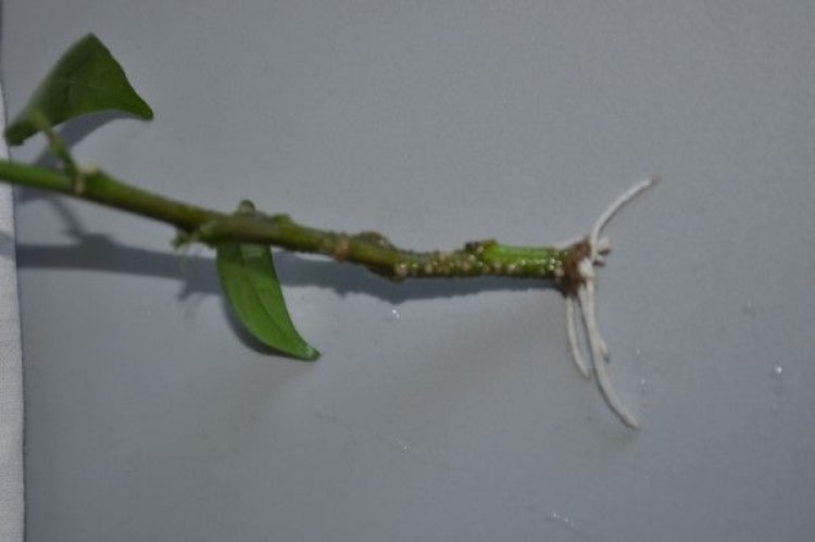 Rose d'intérieur en pot : Comment s'en occuper à la maison ? (20+ Photos & Vidéos) + Avis