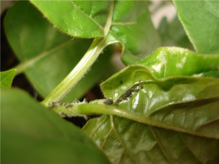 Pucerons sur une plante