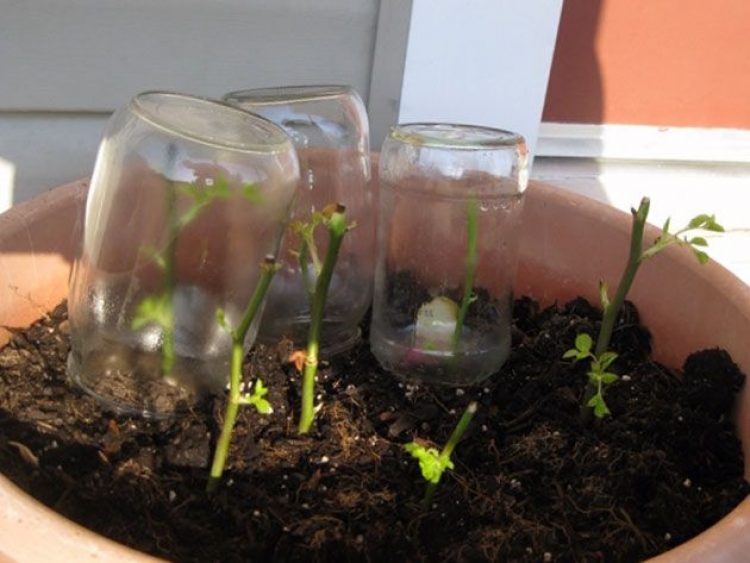 Rose d'intérieur en pot : Comment s'en occuper à la maison ? (20+ Photos & Vidéos) + Avis