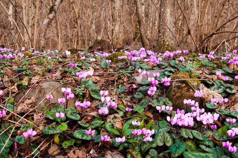 Cyclamen de Kossky