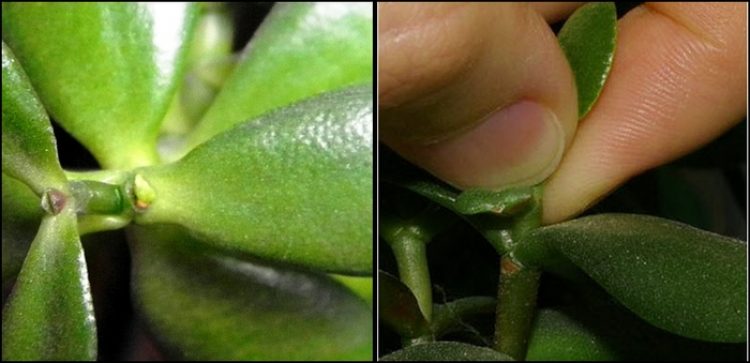 comment pincer une grosse femme