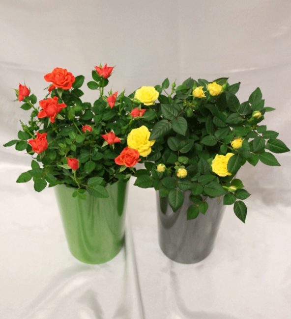 Roses rouges et jaunes