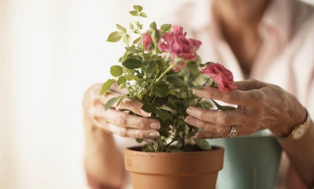 femme qui s'occupe d'une rose dans un pot