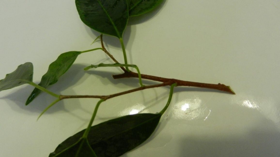 L'apparence de la coupe