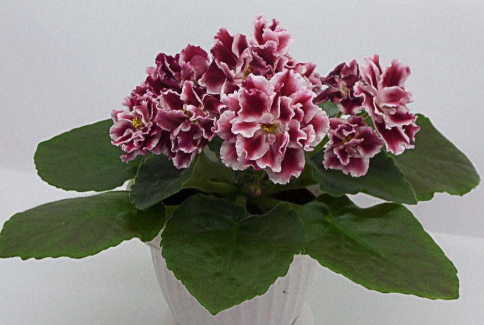 Violet: description (80+ Photos), variétés, soins et reproduction à domicile + Avis