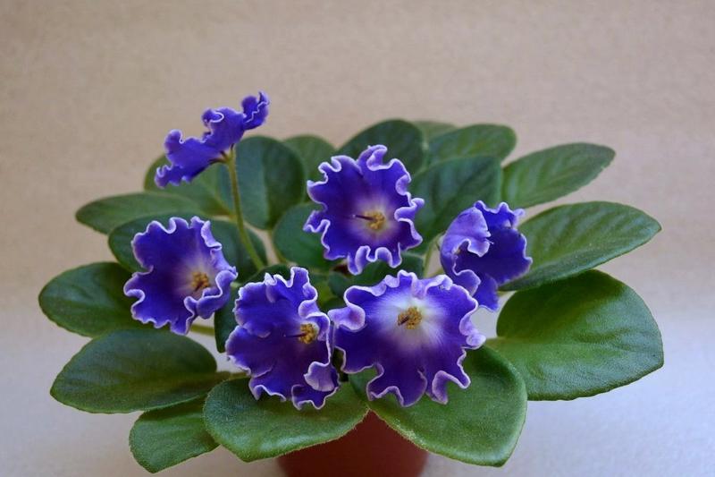 Violet: description (80+ Photos), variétés, soins et reproduction à domicile + Avis