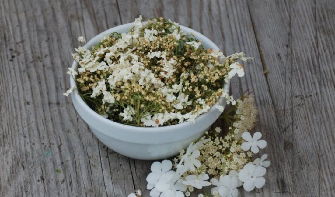 Une décoction de fleurs de viorne