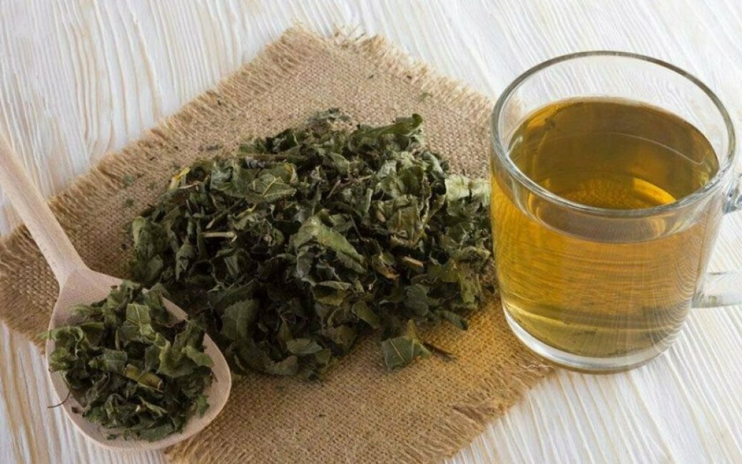 Une décoction de feuilles de viorne