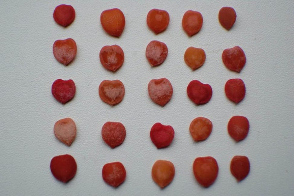 Berry Kalina Red: et ses propriétés bénéfiques et contre-indications, 10 recettes folkloriques