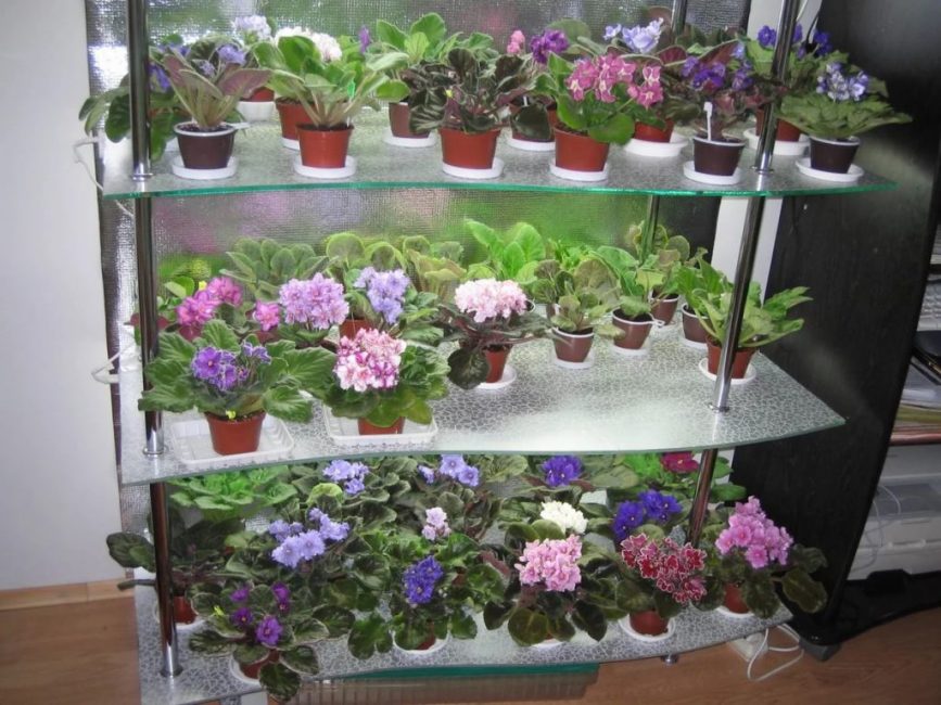 Violet: description (80+ Photos), variétés, soins et reproduction à domicile + Avis