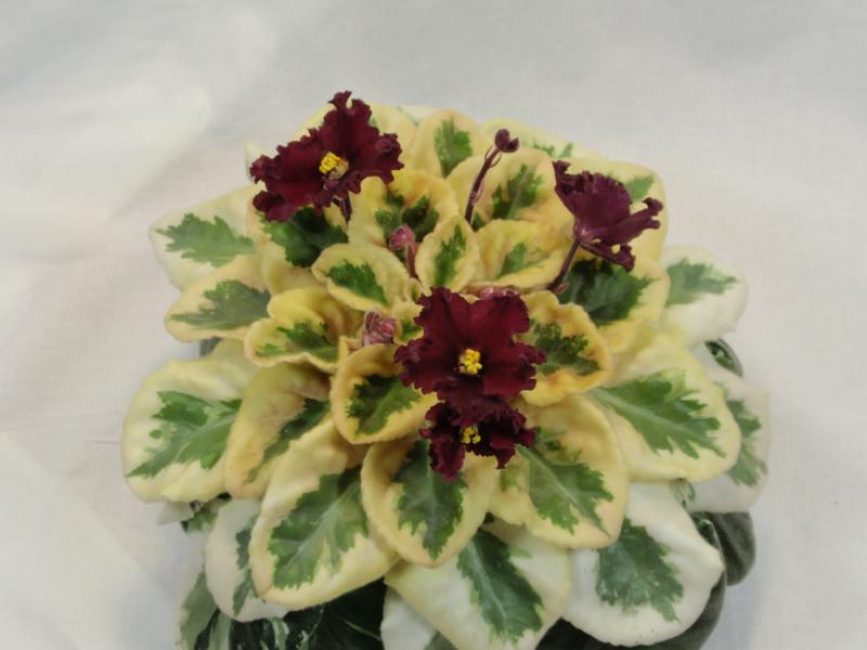 Violet: description (80+ Photos), variétés, soins et reproduction à domicile + Avis