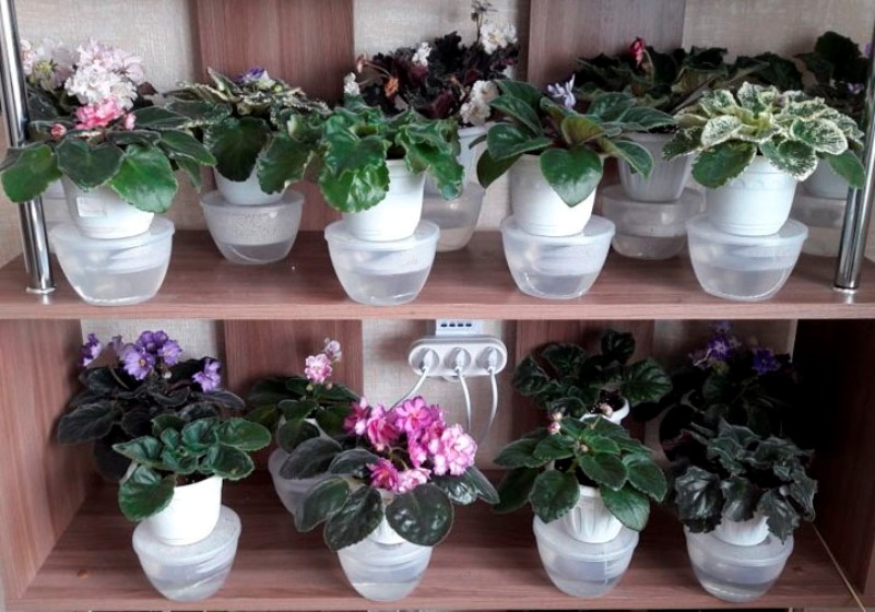 Violet: description (80+ Photos), variétés, soins et reproduction à domicile + Avis