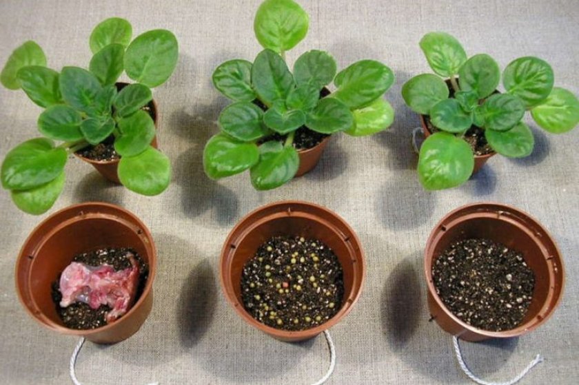 Violet: description (80+ Photos), variétés, soins et reproduction à domicile + Avis