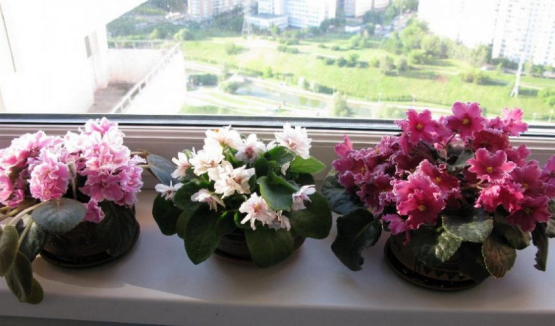 Violettes Usambara sur le rebord de la fenêtre