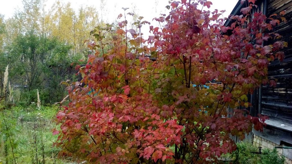 Berry Kalina Red: et ses propriétés bénéfiques et contre-indications, 10 recettes folkloriques