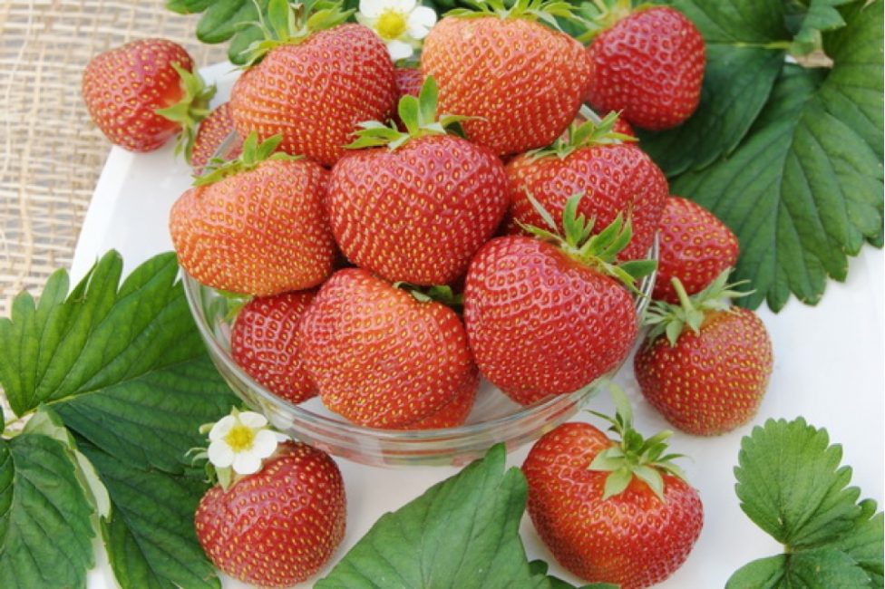cultivar zénith fraisier
