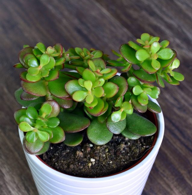 Ovale de Crassula (Mineur)