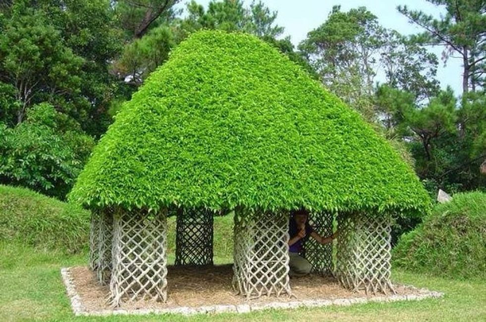 Tonnelle de ficus Benjamin