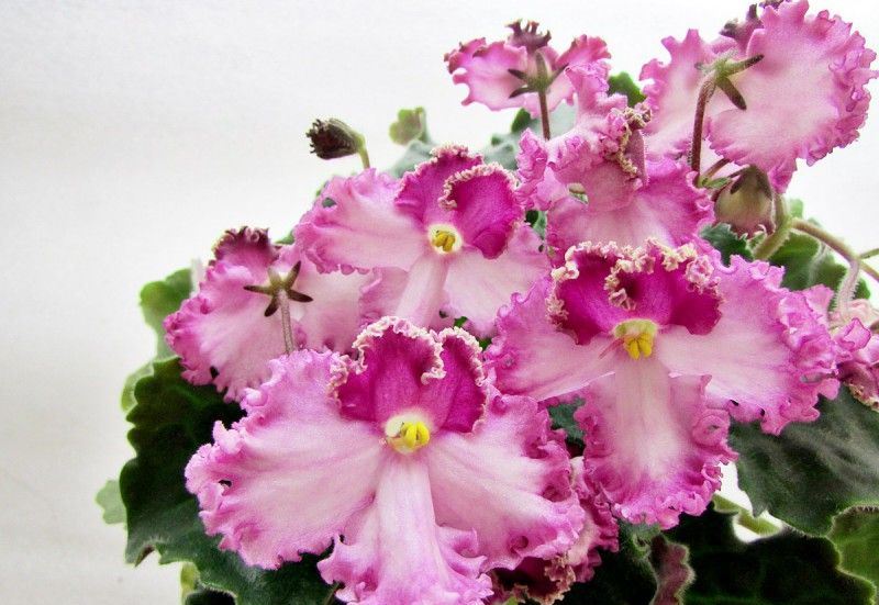 Violet: description (80+ Photos), variétés, soins et reproduction à domicile + Avis