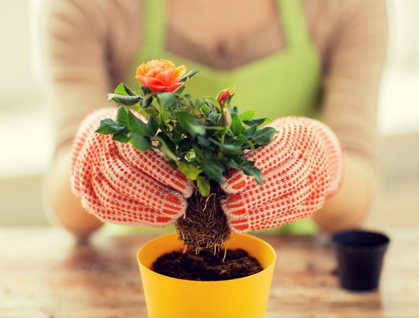 Plantation d'un jeune plant