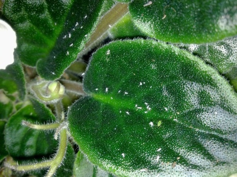 Violet: description (80+ Photos), variétés, soins et reproduction à domicile + Avis