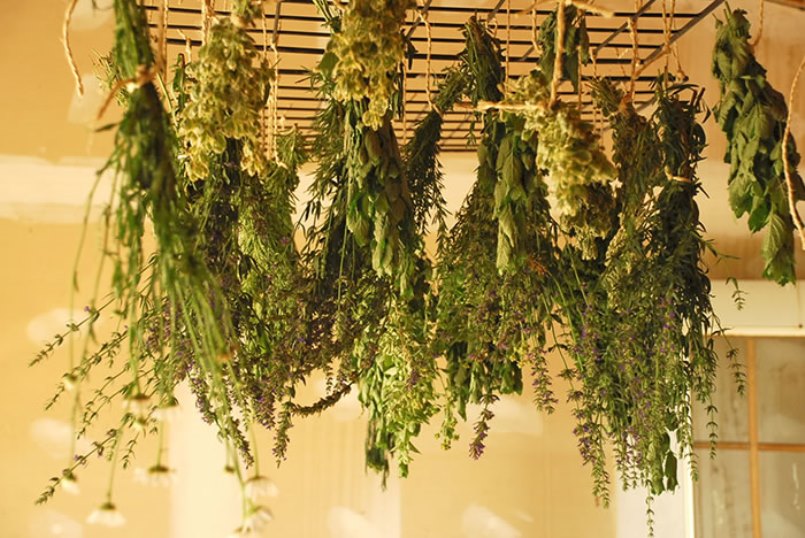 Berry Kalina Red: et ses propriétés bénéfiques et contre-indications, 10 recettes folkloriques