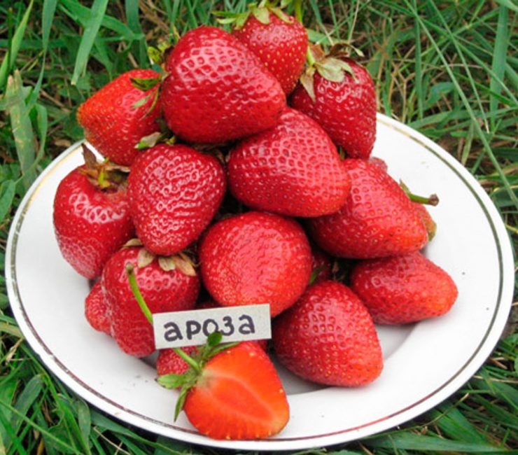 Variété de fraise Arosa