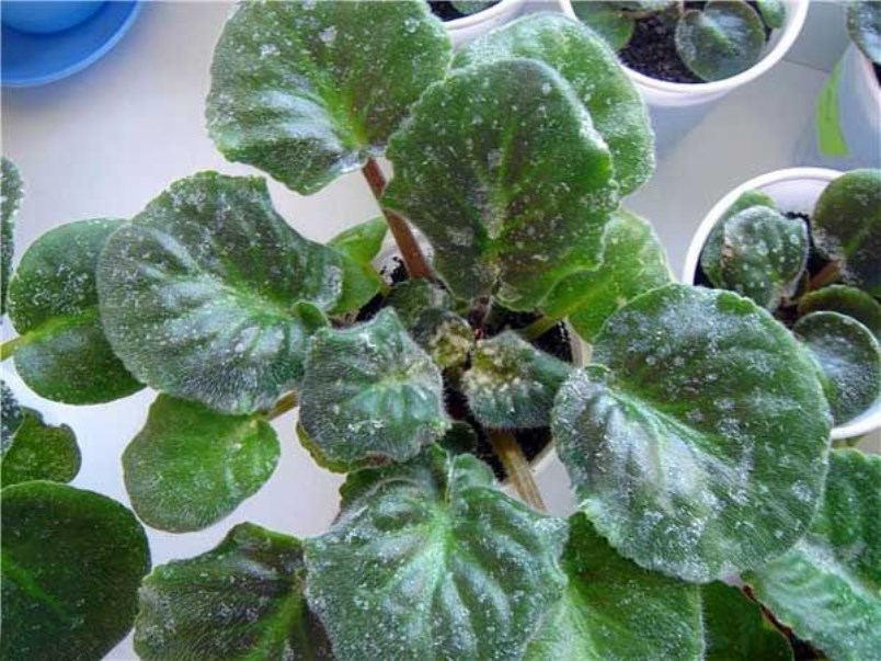 Violet: description (80+ Photos), variétés, soins et reproduction à domicile + Avis