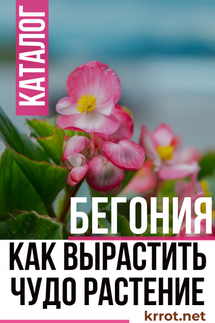 bégonia + à la maison