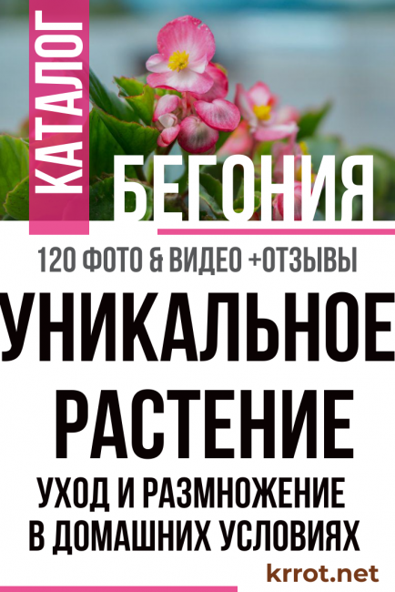 Bégonia à la maison