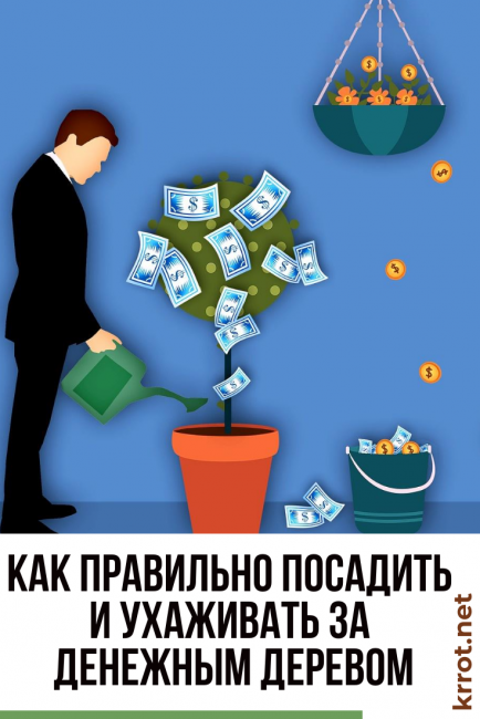 comment planter un arbre d'argent