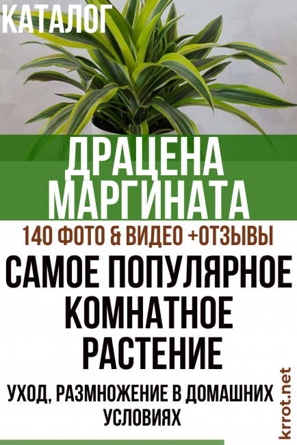 Dracaena à la maison