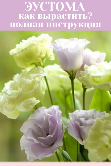 Eustoma - Comment grandir ?