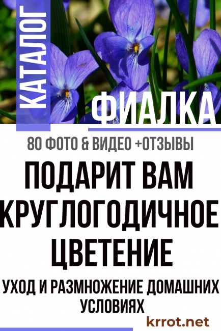 violette à la maison