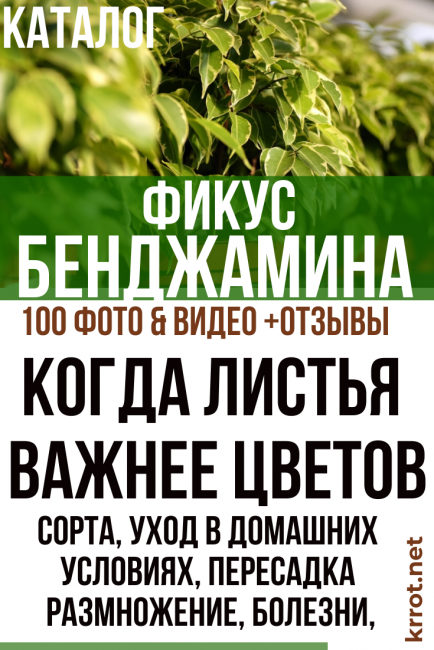 Ficus Benjamin à la maison