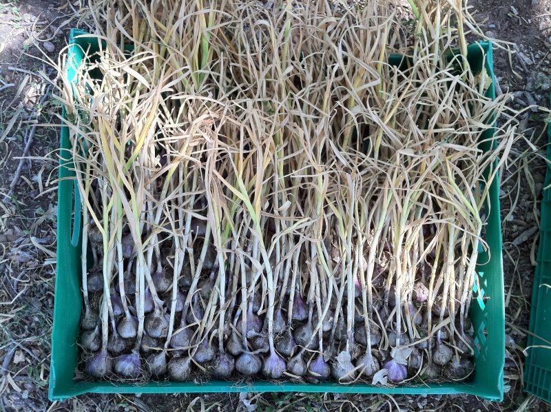 Ail avec tiges non coupées.