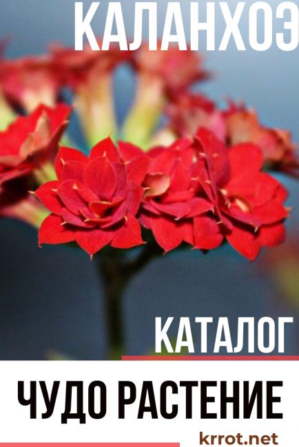 kalanchoï à la maison