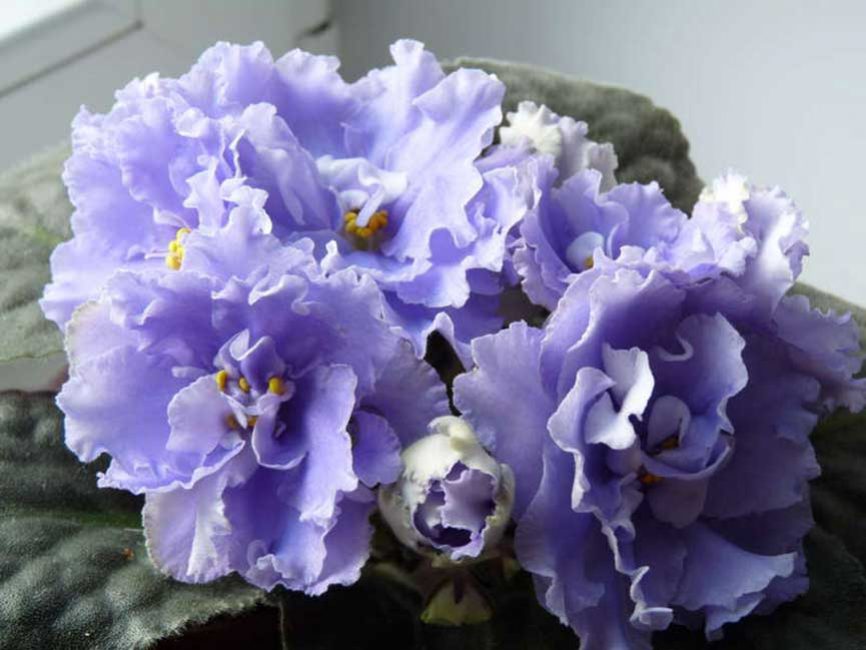 Violet: description (80+ Photos), variétés, soins et reproduction à domicile + Avis