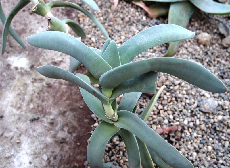 Faucille de Crassula