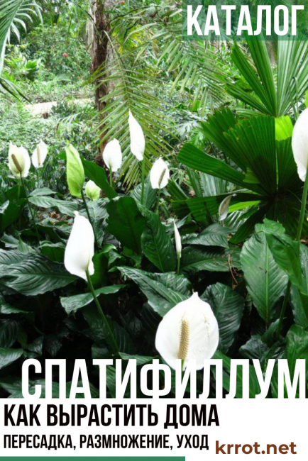 Spathiphyllum - comment faire pousser à la maison