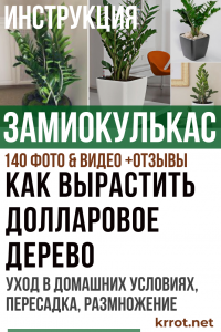 Zamioculcas (Dollar tree) (140 Photos & Vidéos) - soins à domicile, greffe, reproduction + Avis