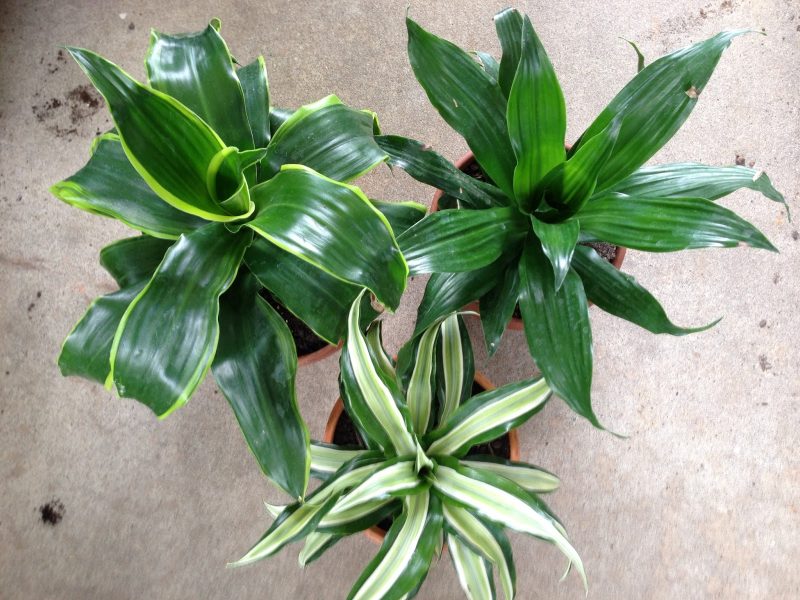 trois types de dracaena