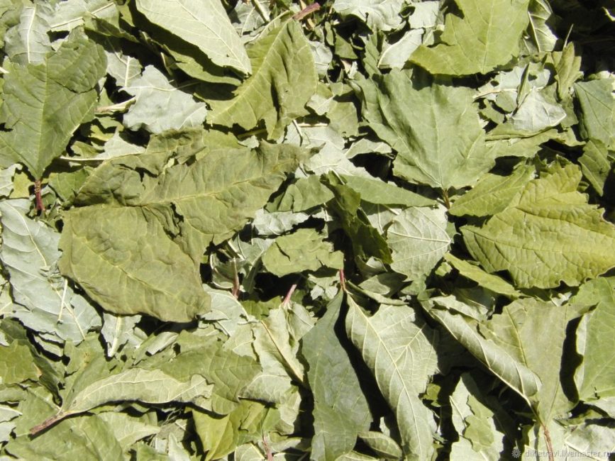 Berry Kalina Red: et ses propriétés bénéfiques et contre-indications, 10 recettes folkloriques