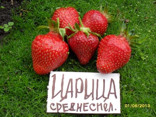 variété de fraises Queen