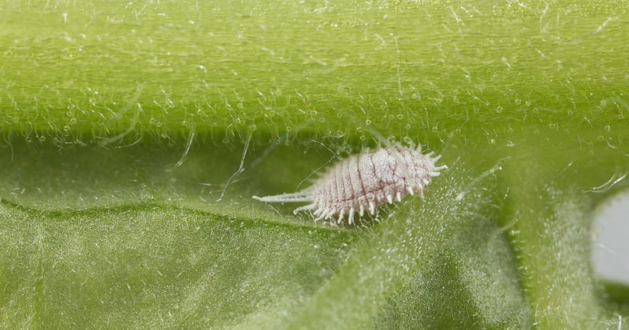 Violet: description (80+ Photos), variétés, soins et reproduction à domicile + Avis