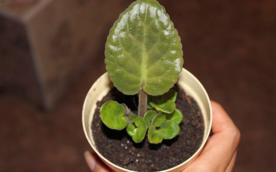 Violet: description (80+ Photos), variétés, soins et reproduction à domicile + Avis