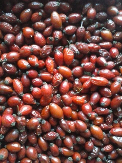 Les baies sèches après le brassage ressemblent à des baies fraîchement cueillies et contiennent toutes les vitamines.