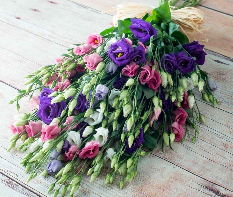 Eustoma fait de magnifiques bouquets