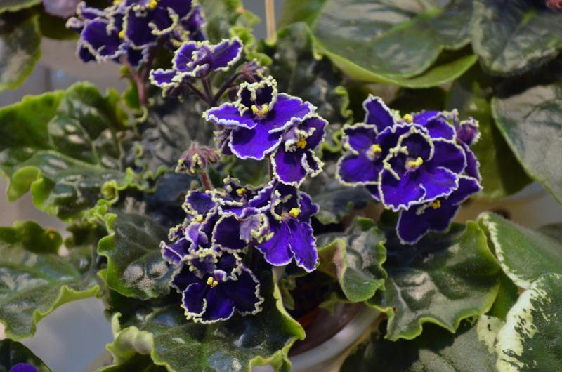 Violet: description (80+ Photos), variétés, soins et reproduction à domicile + Avis