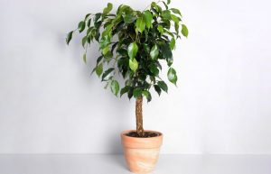 Ficus Benjamin (100 Photos) - soins à domicile, variétés, reproduction, transplantation, maladie (Vidéo) + Avis